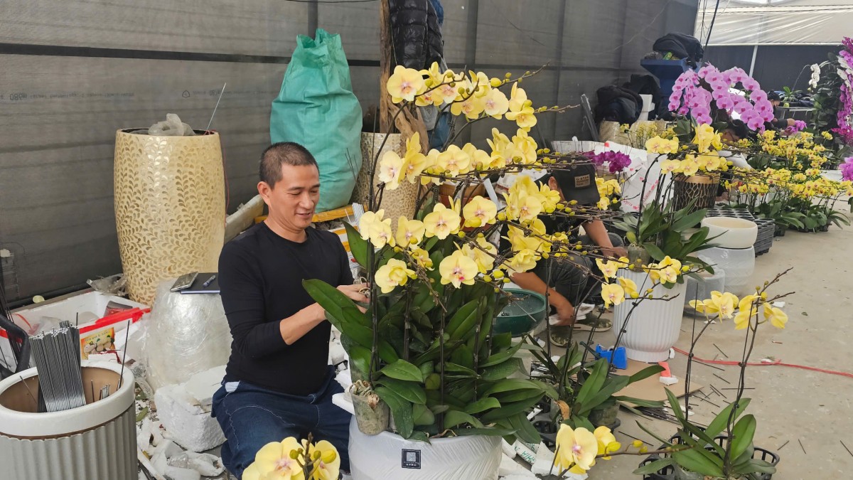 Hải Phòng: Các vườn lan rực rỡ đón Tết Bính Ngọ