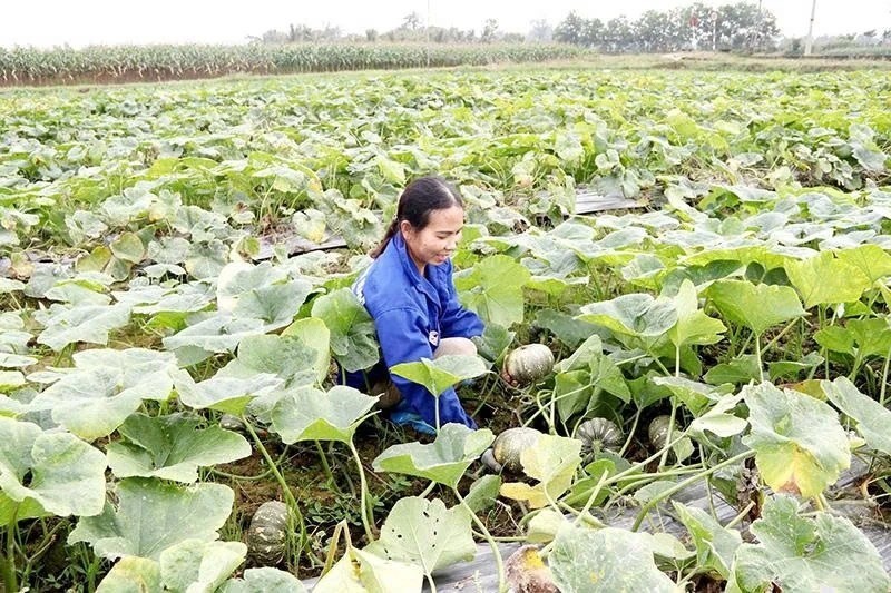 Trồng bí giống lấy hạt - hướng làm giàu của nhiều nông dân xã Yên Ninh