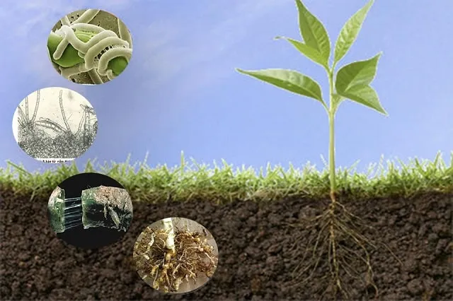 Vai trò của phân vi sinh với nông nghiệp hữu cơ