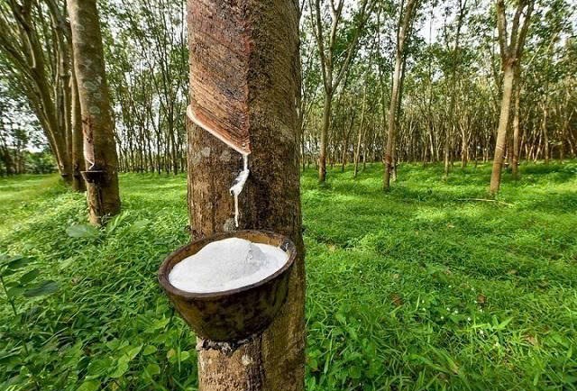 Lâm Đồng yêu cầu ngừng khai thác mủ cao su niên vụ 2025, tăng cường chăm sóc sau thu hoạch