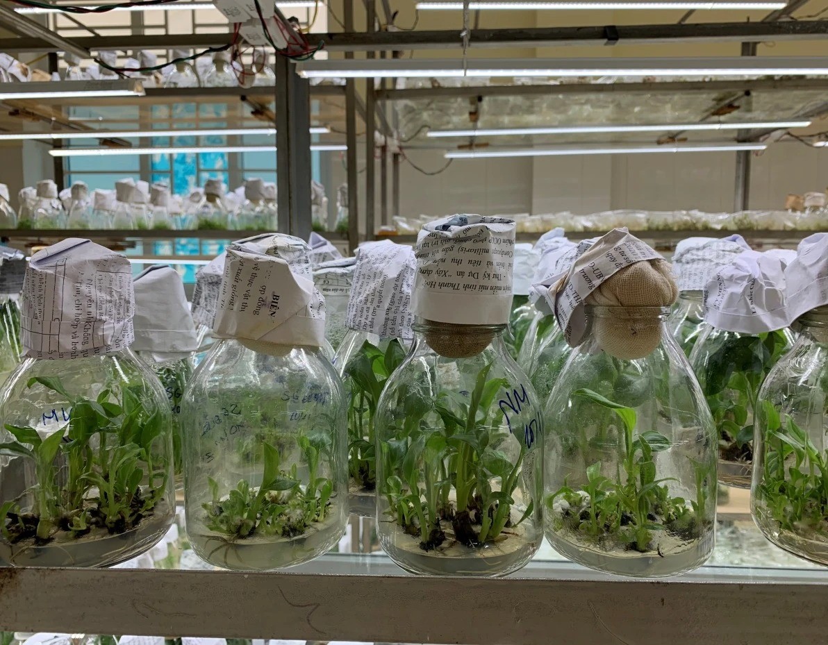 Sưu tầm, bảo tồn và phát triển nguồn gen một số cây trồng, vật nuôi, thủy sản có giá trị trên địa bàn tỉnh Thanh Hóa