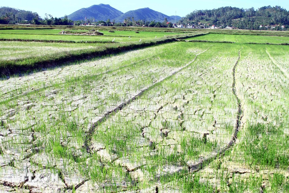 Chống sa mạc hóa tại Việt Nam - Bài 2: Triển khai chính sách dựa trên thực tiễn vùng và điều kiện phát triển