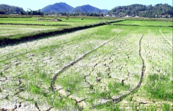 Chống sa mạc hóa tại Việt Nam - Bài 2: Triển khai chính sách dựa trên thực tiễn vùng và điều kiện phát triển