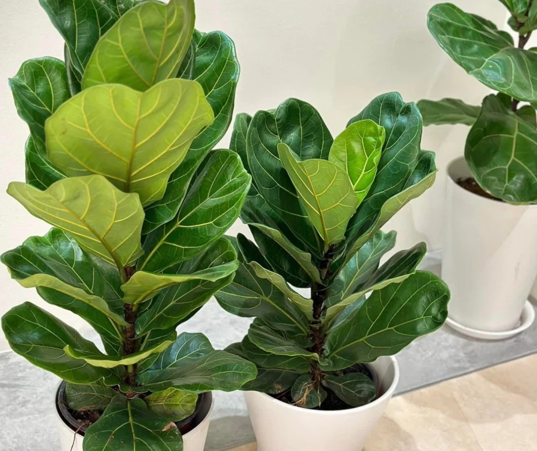 Cây bàng Singapore: Đặc điểm, ý nghĩa phong thủy và cách trồng giúp hút tài lộc