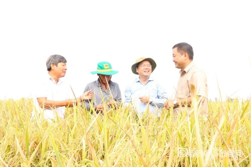 Mỹ Thọ phát huy hiệu quả từ mô hình Sản xuất lúa chất lượng cao, phát thải thấp