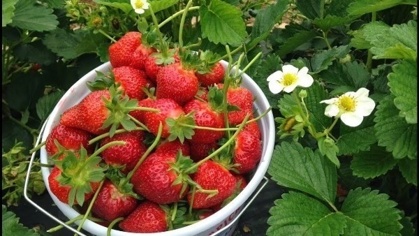 Các nhà khoa học tiết lộ lộ trình di truyền của dâu tây