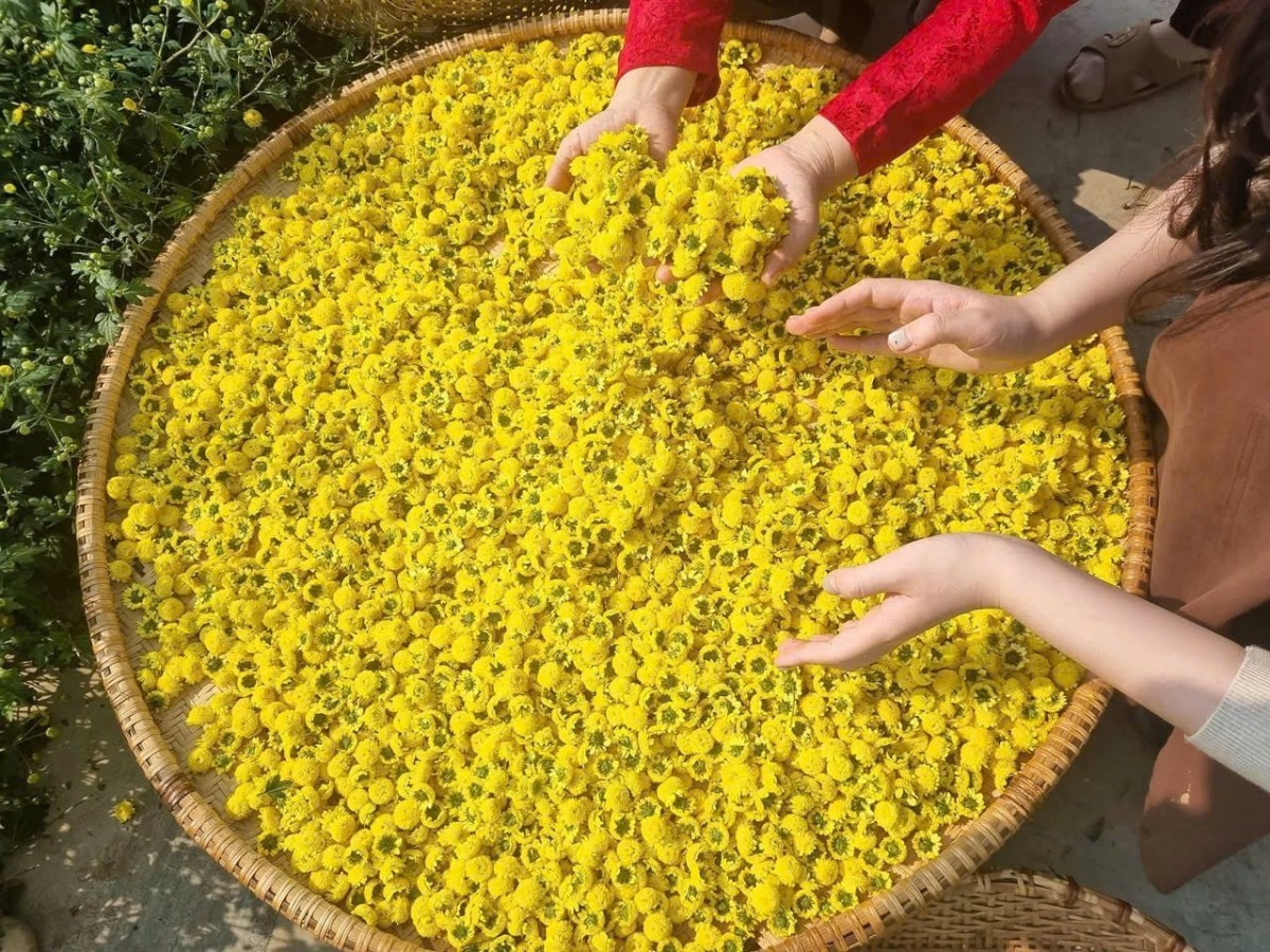 Từ hoa “tiến vua” đến sản phẩm OCOP 4 sao, cúc chi giúp nông dân Hải Phòng đổi đời