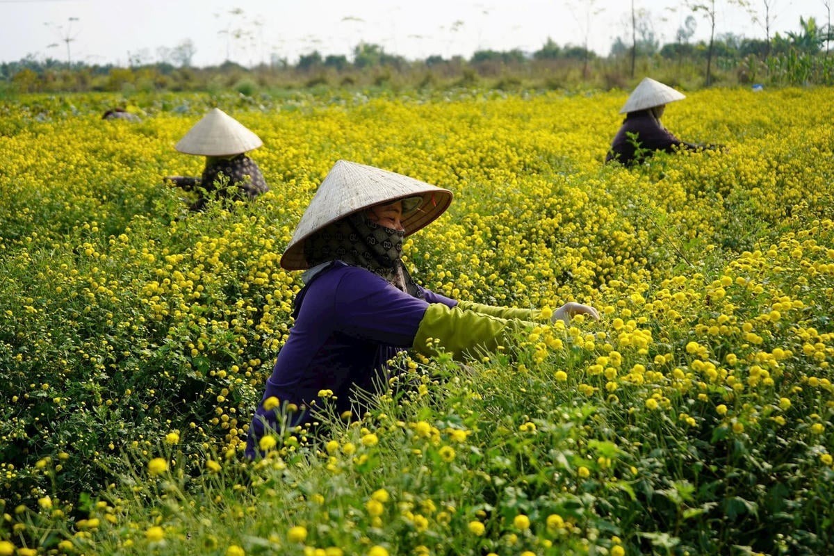 Hoa cúc chi, hoa đặc sản “tiến vua” nở cản chả kịp trên cánh đồng này ở Hải Phòng, dân làm kiểu gì mà năm nào bán cũng ngon ơ?