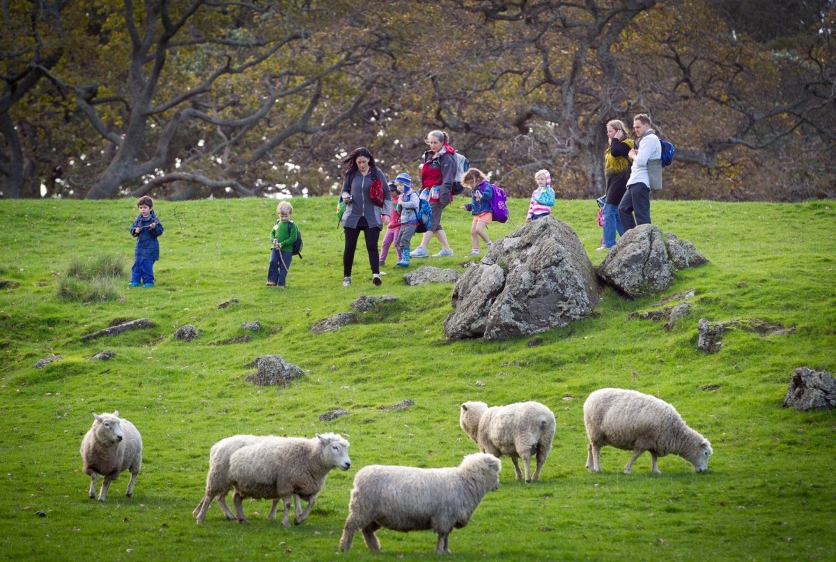 Trang trại nuôi bò, cừu đẹp như tranh giữa lòng thành phố New Zealand hút hàng triệu du khách