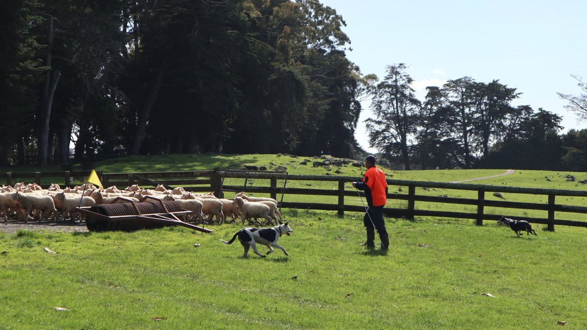 Trang trại nuôi bò, cừu đẹp như tranh giữa lòng thành phố New Zealand hút hàng triệu du khách