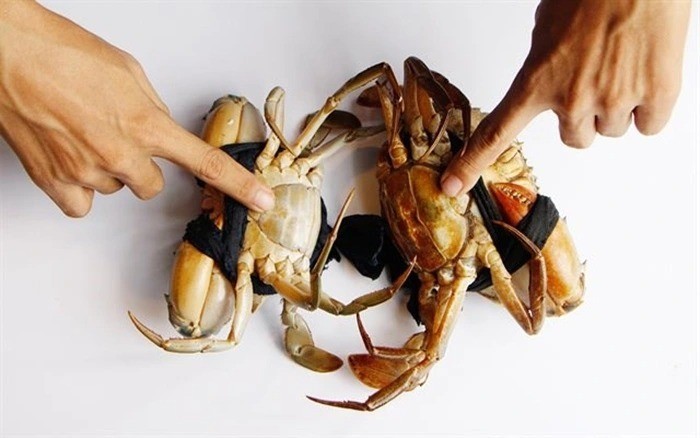 Bí quyết chọn cua biển chắc thịt, gạch đặc béo ngậy không phải ai cũng biết