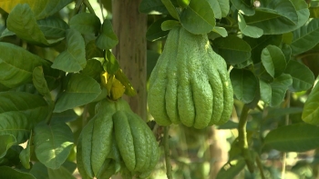 Vườn phật thủ Bảo Hà vào vụ Tết, nông dân kỳ vọng mùa vàng cuối năm