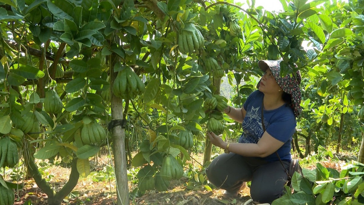 Vườn phật thủ Bảo Hà (Lào Cai) vào vụ Tết, nông dân kỳ vọng mùa vàng cuối năm