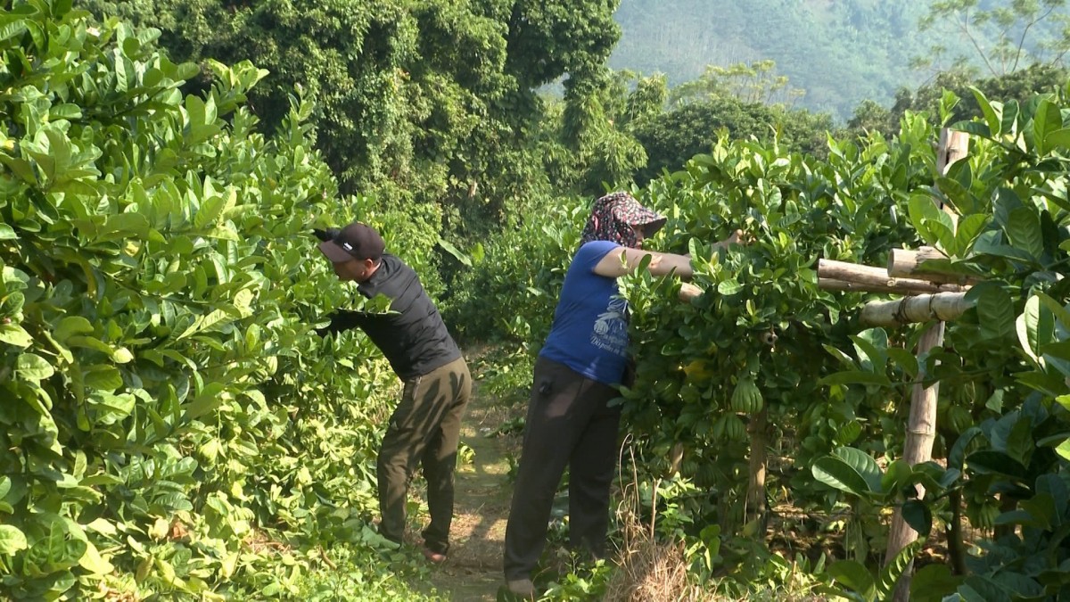 Vườn phật thủ Bảo Hà (Lào Cai) vào vụ Tết, nông dân kỳ vọng mùa vàng cuối năm