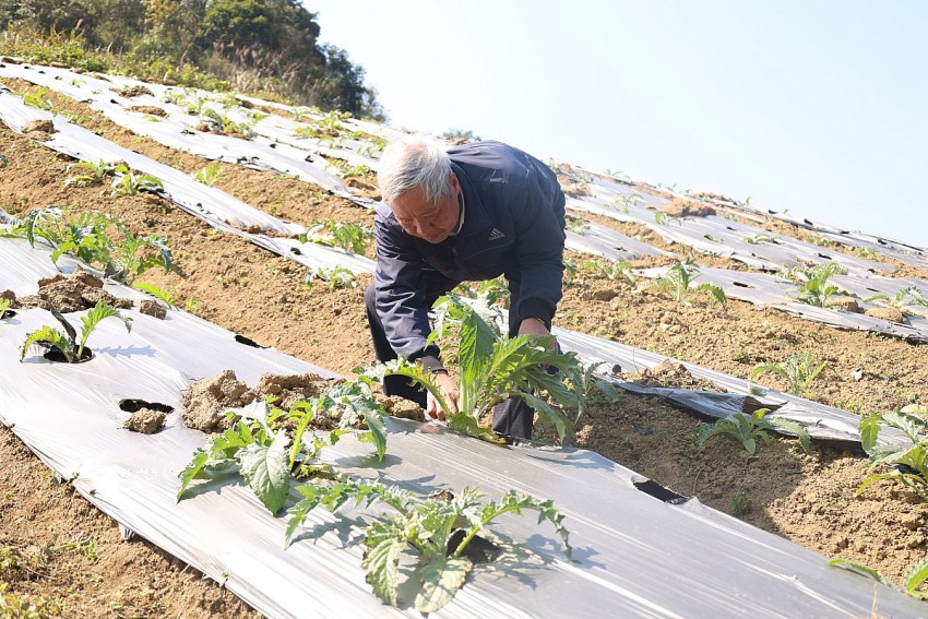 Ông Bùi Văn Phấn cho biết, nhiều hộ dân đang có nhu cầu mở rộng diện tích trồng cây dược liệu atiso.