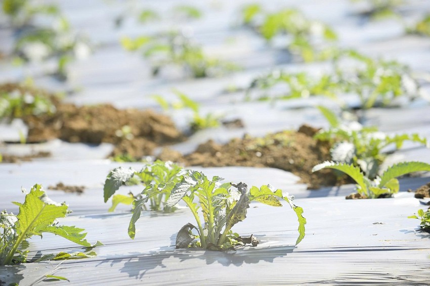 Cây dược liệu atiso đang giúp cho nhiều hộ nông dân tại thôn Son thoát nghèo.