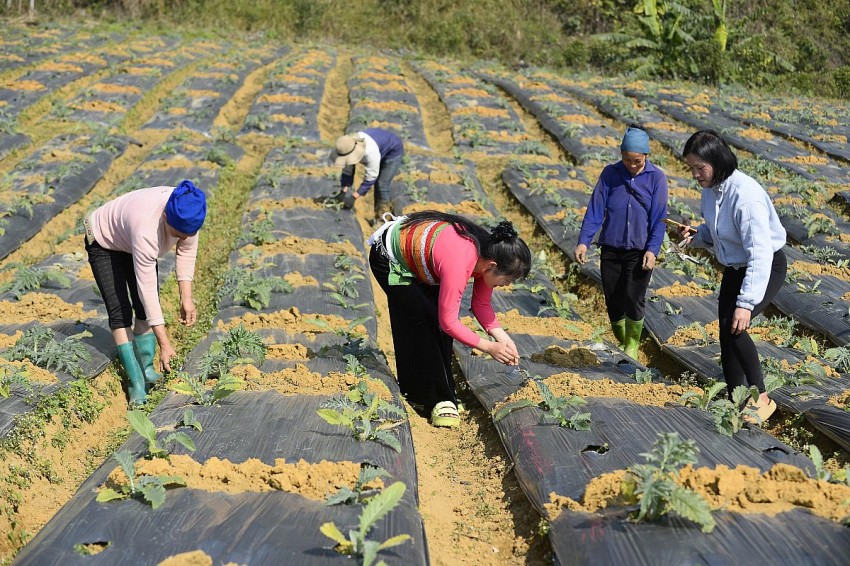 Nhiều hộ dân tại thôn Son đang liên kết cùng doanh nghiệp trồng cây dược liệu atiso cho hiệu quả kinh tế cao. 
