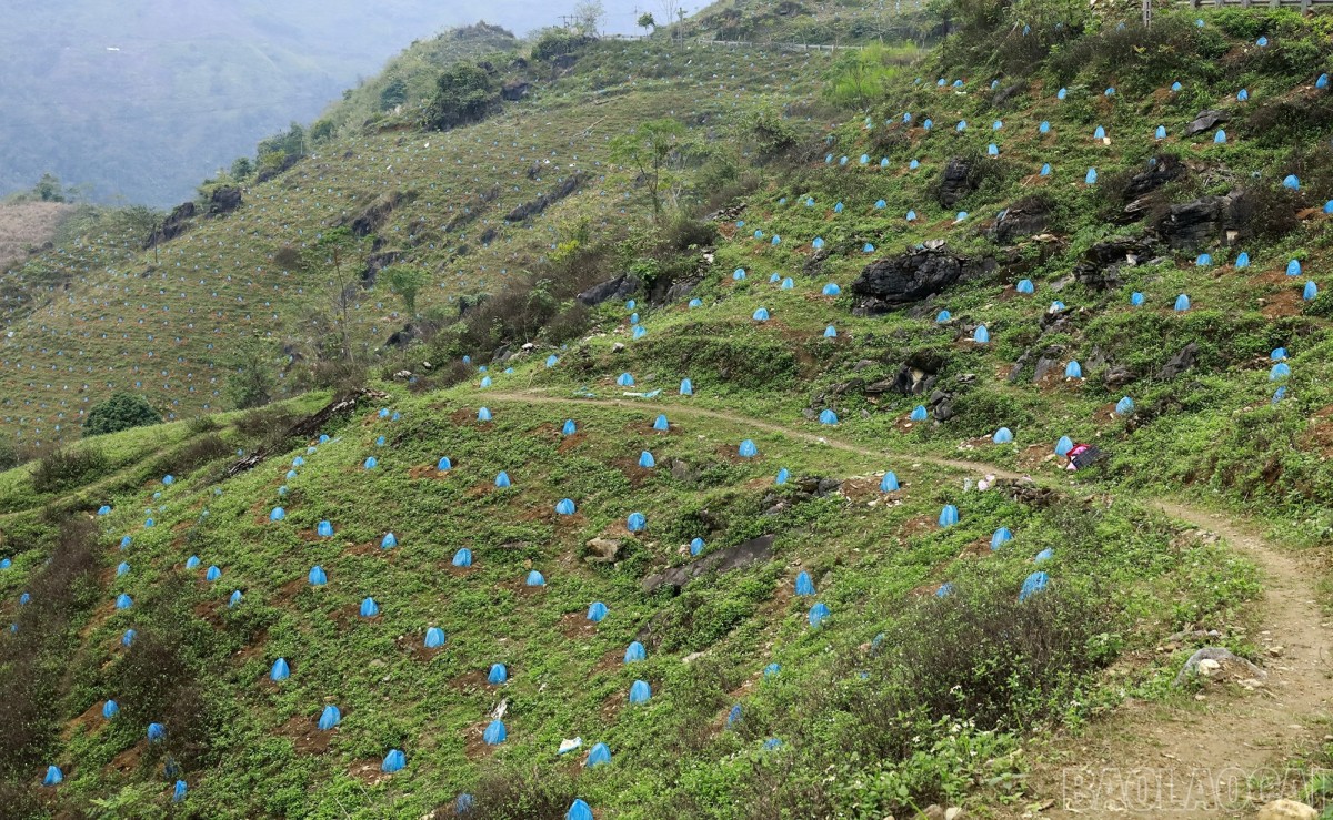 Mở rộng vùng chuyên canh, nâng cao hệ số sử dụng đất
