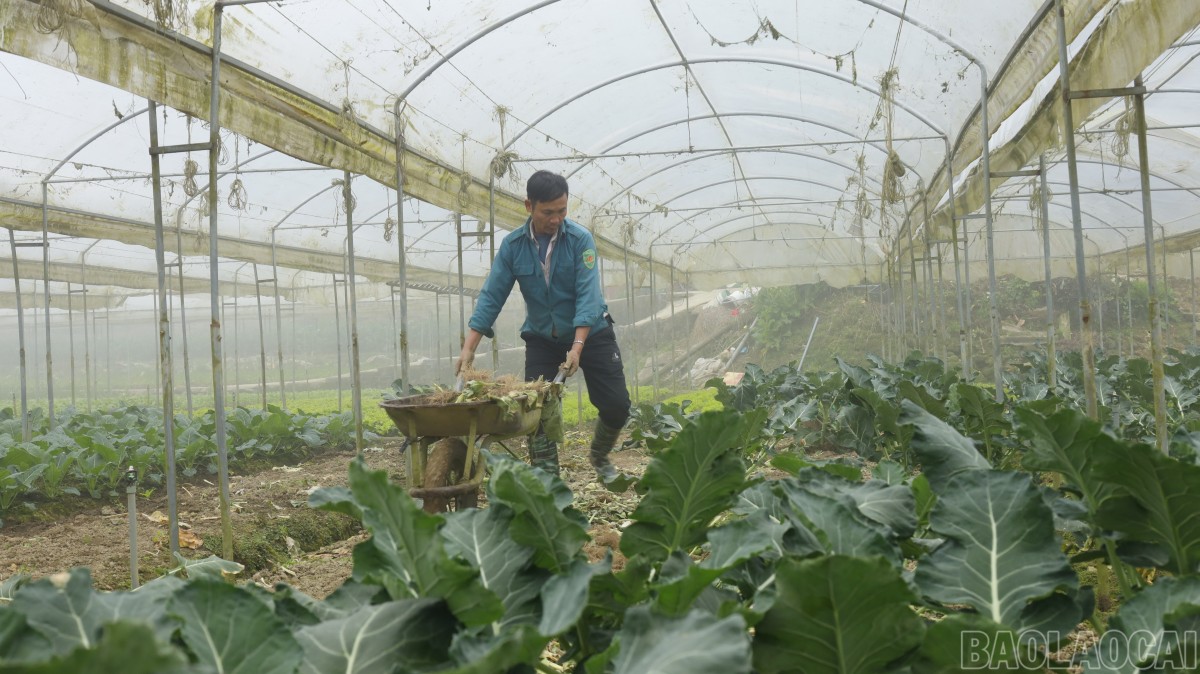 Mở rộng vùng chuyên canh, nâng cao hệ số sử dụng đất