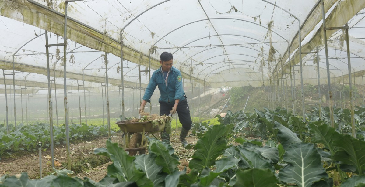 Bảo vệ cây trồng trước thời tiết cực đoan