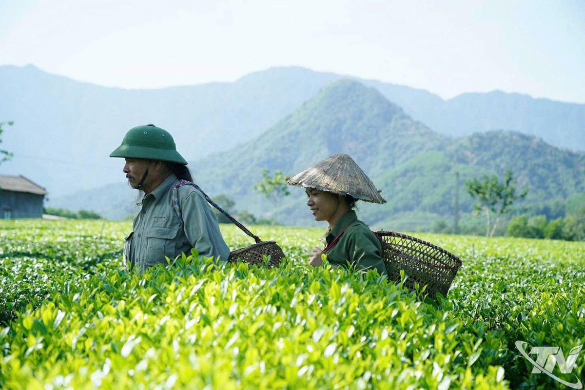 Nụ trà ủ mật lên hương