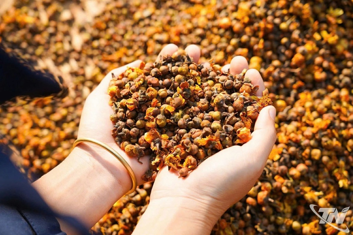 Nụ trà ủ mật lên hương