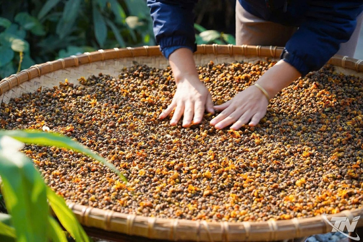 Nụ trà ủ mật lên hương