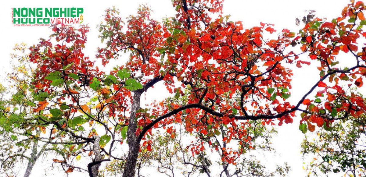 Sắc đỏ của rừng khộp mùa khô, giai đoạn “nghỉ sinh học” trước khi hệ sinh thái hồi sinh vào mùa mưa.