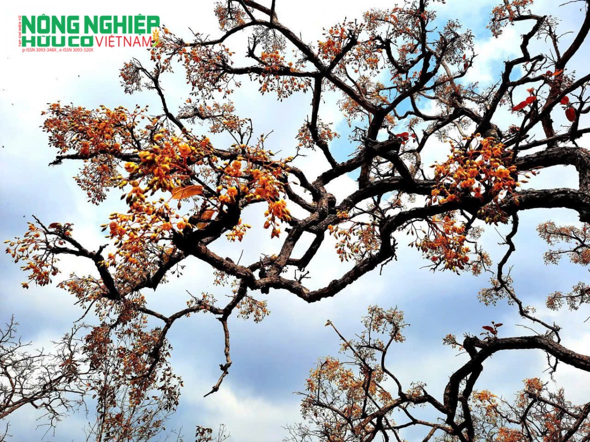 Cây rừng khộp rụng lá vào mùa khô – đặc trưng thích nghi của hệ sinh thái rừng khộp trước điều kiện khí hậu khắc nghiệt.