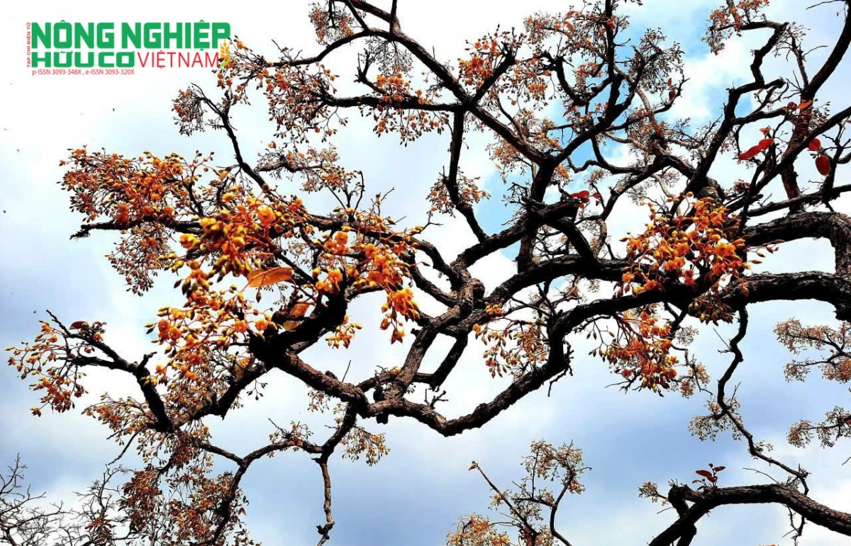 Rừng khộp – hệ sinh thái thích nghi với biến đổi khí hậu khắc nghiệt