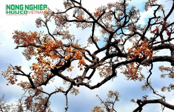 Rừng khộp – hệ sinh thái thích nghi với biến đổi khí hậu khắc nghiệt