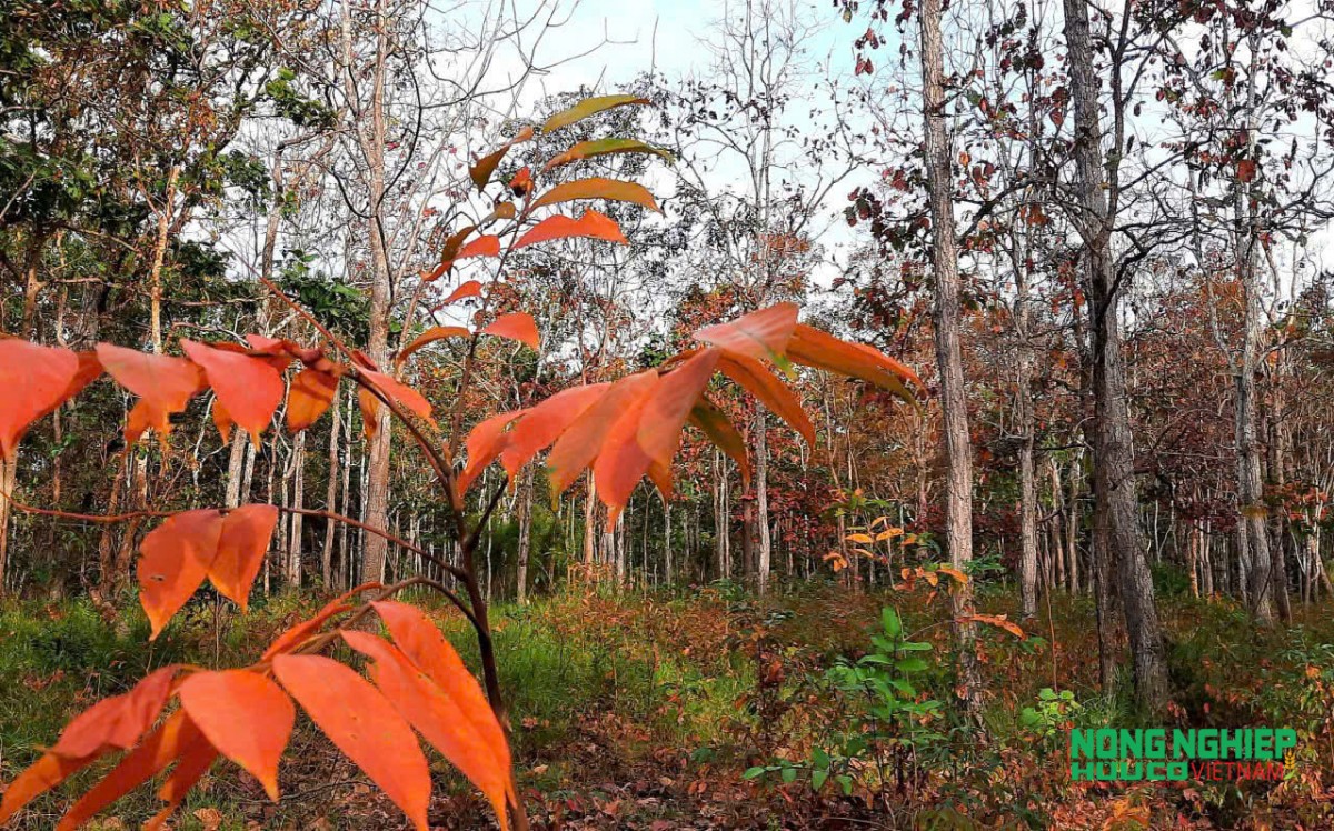 Lá rừng khộp chuyển màu đỏ cam trong mùa khô – biểu hiện của chu kỳ thích nghi sinh thái với điều kiện khí hậu khắc nghiệt.