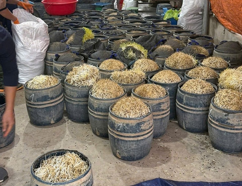 Hưng Yên: Khởi tố hai đối tượng dùng chất cấm sản xuất gần 3 tấn giá đỗ