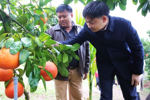 Quảng Ninh: Lãnh đạo tỉnh đi kiểm tra tình hình sản xuất nông nghiệp