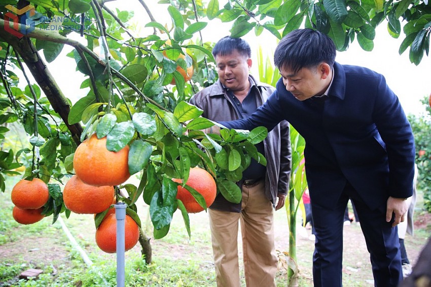 Phó Chủ tịch UBND tỉnh kiểm tra thực tế mô hình trồng cây ăn quả tại xã Quảng Tân. Ảnh:QMG