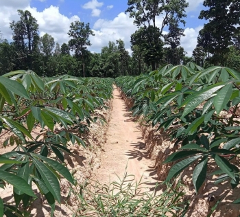 Tây Ninh: Ngành khoai mì tiếp tục phát triển theo hướng bền vững