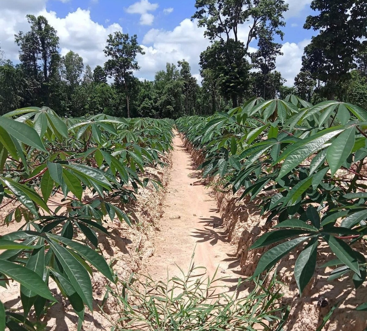 Tây Ninh: Ngành khoai mì tiếp tục phát triển theo hướng bền vững