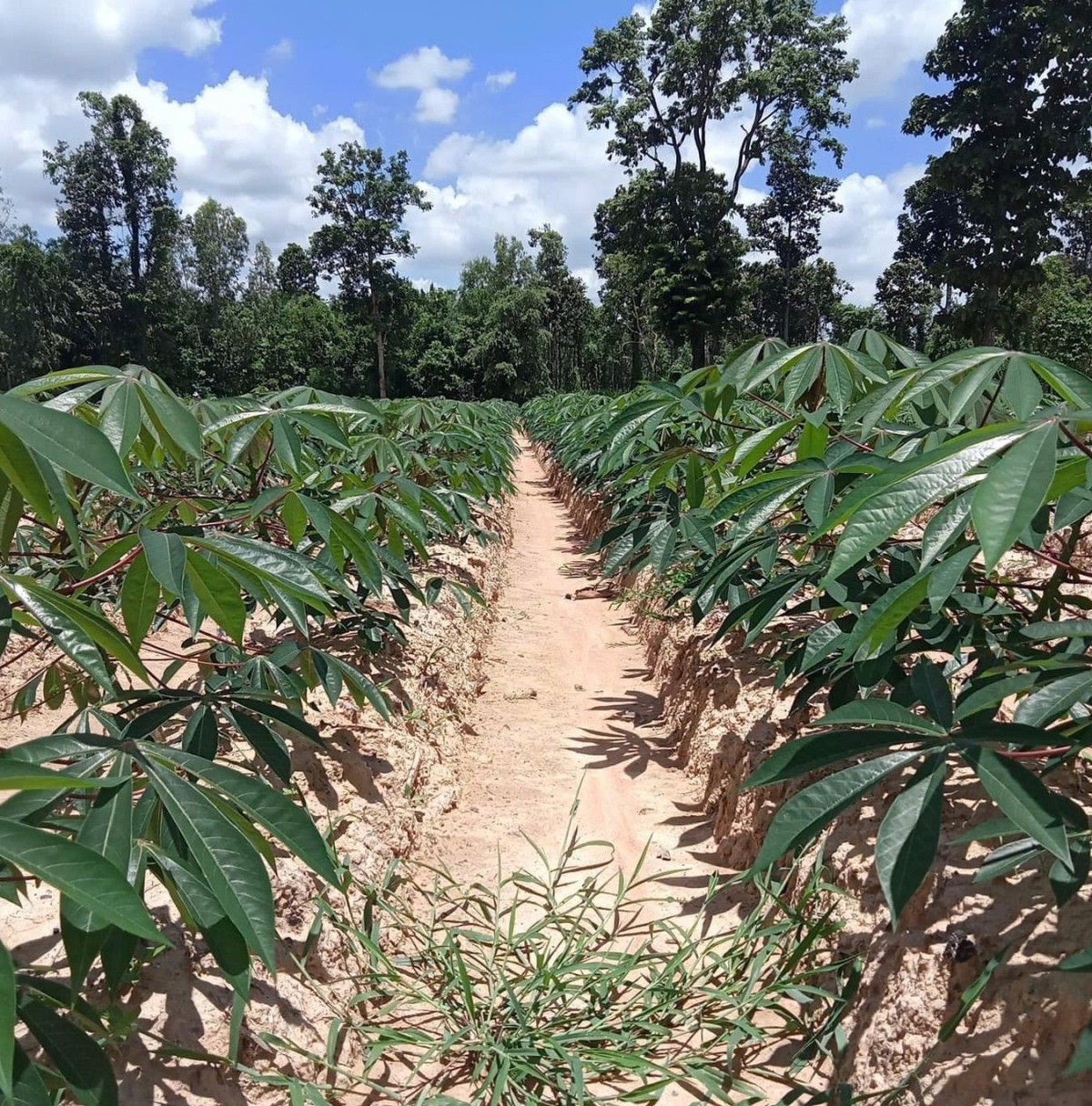 Tây Ninh: Ngành khoai mì tiếp tục phát triển theo hướng bền vững