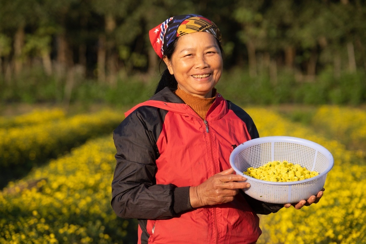 HTX vươn mình từ cánh đồng hoa cúc chi hữu cơ
