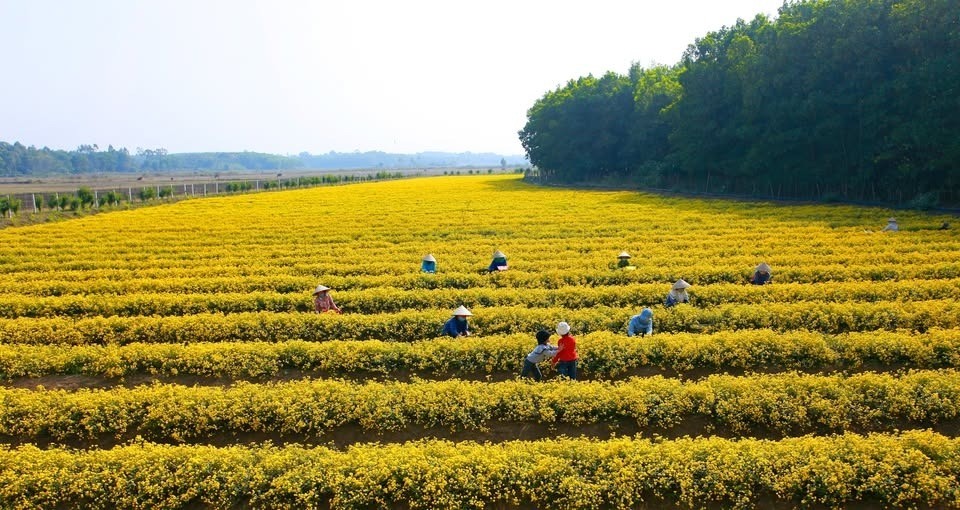 HTX vươn mình từ cánh đồng hoa cúc chi hữu cơ