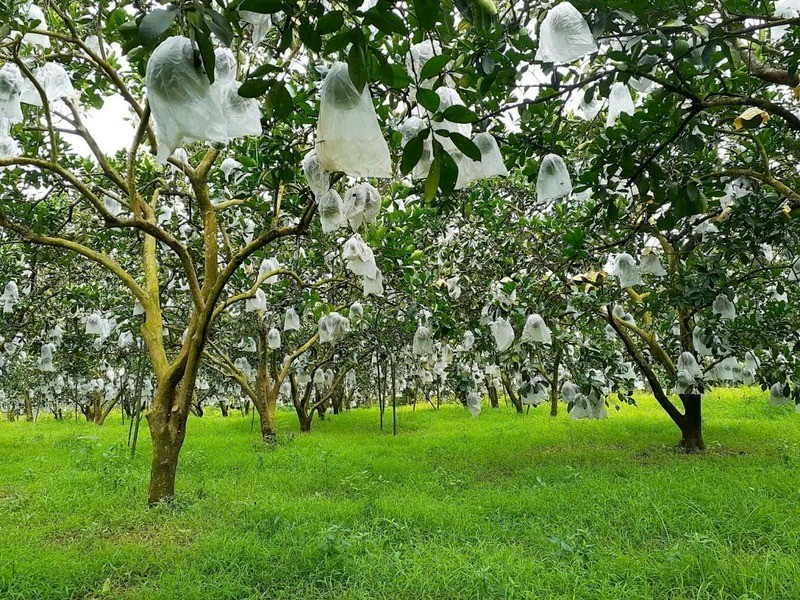 Khi công nghệ kể chuyện nhà vườn và niềm tin đến từ sự minh bạch