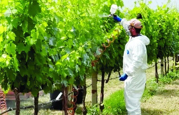 Lớp phủ sinh học giúp giảm lượng thuốc trừ sâu