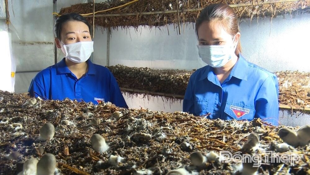 Phát huy hiệu quả các mô hình kinh tế