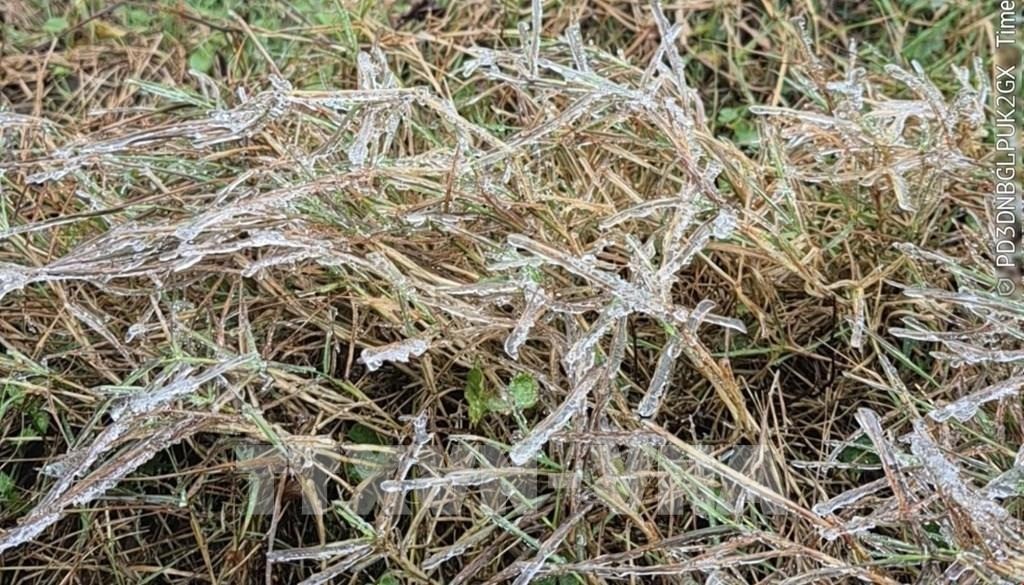 Hạn chế thấp nhất thiệt hại do giá rét gây ra với cây trồng, vật nuôi