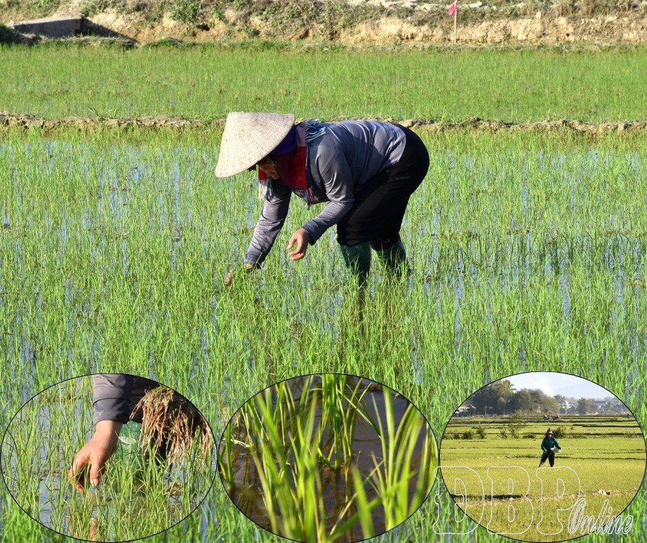 Nông dân chăm sóc lúa đông xuân