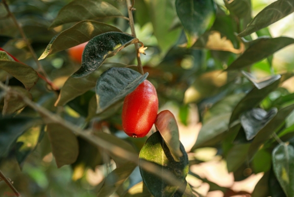 Làng Sang: Cây nhót trái vụ mang lại hiệu quả kinh tế cao