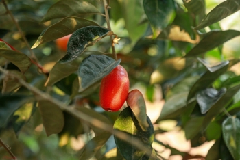 Làng Sang: Cây nhót trái vụ mang lại hiệu quả kinh tế cao