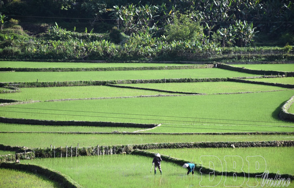 Nông dân chăm sóc lúa đông xuân