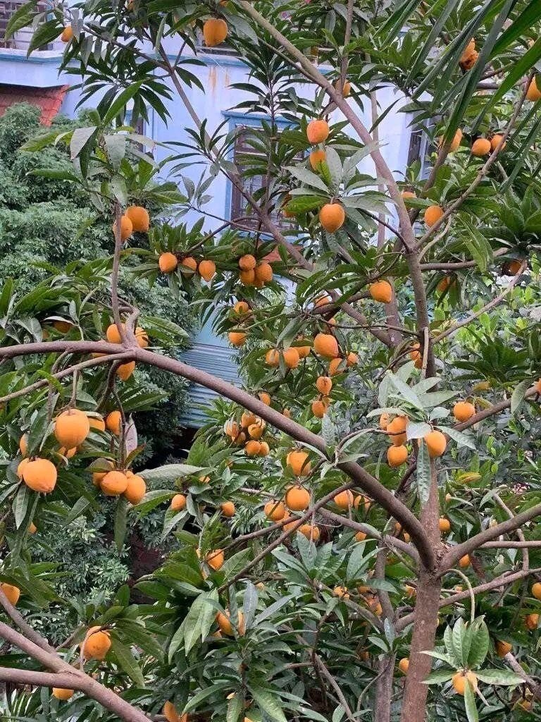 Loại quả xưa chín rụng đầy sân nay thành đặc sản, trồng một lần thu hoạch nhiều năm, tốt cho sức khỏe