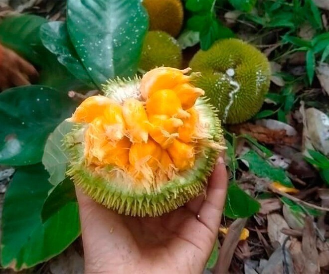 Loài quả xưa không ai biết đến, nay thành đặc sản được ưa chuộng ở thành phố giá 90.000 đồng/kg, tốt cho sức khoẻ